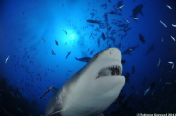 Bull Shark - Beqa Lagoon FIJI
Nikon D90 - Nikkor 10.5mm ... by Tatiana Samuel 